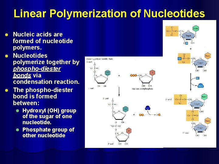 Linear Polymerization of Nucleotides Nucleic acids are formed of nucleotide polymers. l Nucleotides polymerize