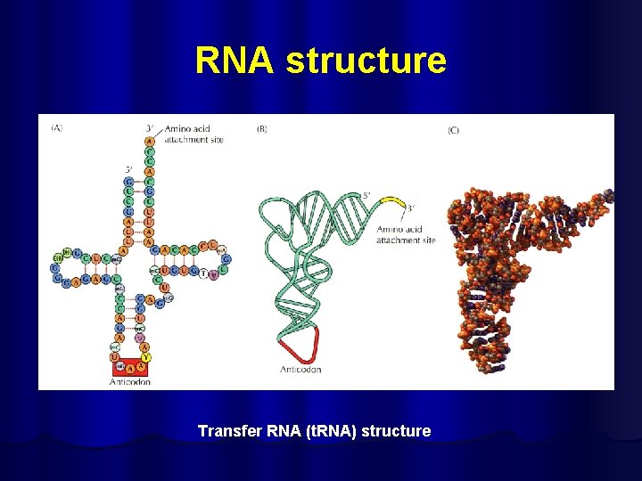 RNA structure Transfer RNA (t. RNA) structure 