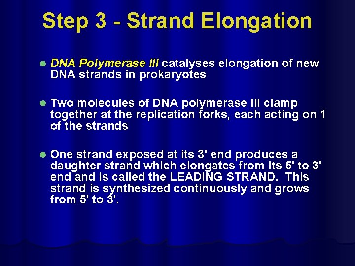 Step 3 - Strand Elongation l DNA Polymerase III catalyses elongation of new DNA