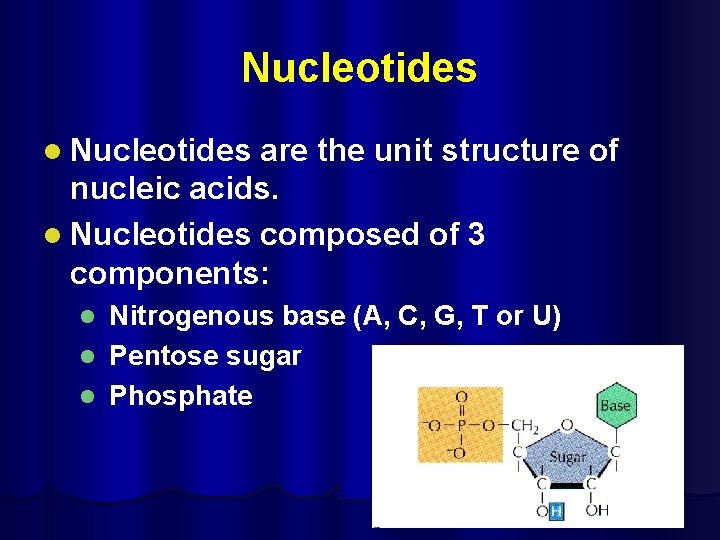 Nucleotides l Nucleotides are the unit structure of nucleic acids. l Nucleotides composed of