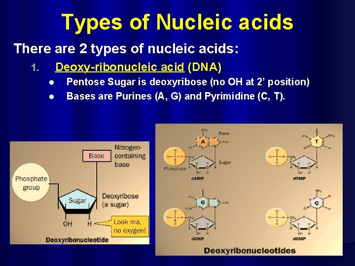 Types of Nucleic acids There are 2 types of nucleic acids: 1. Deoxy-ribonucleic acid