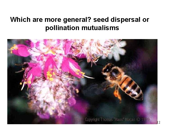 Which are more general? seed dispersal or pollination mutualisms 12 