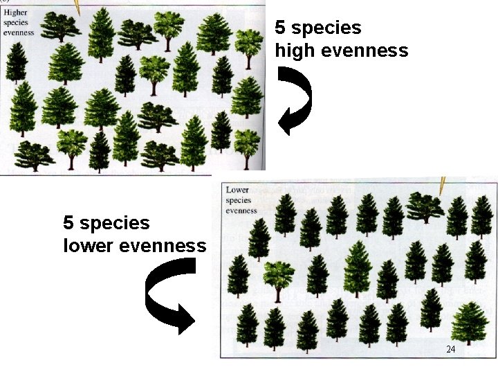 5 species high evenness 5 species lower evenness 24 