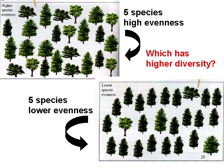 5 species high evenness Which has higher diversity? 5 species lower evenness 26 
