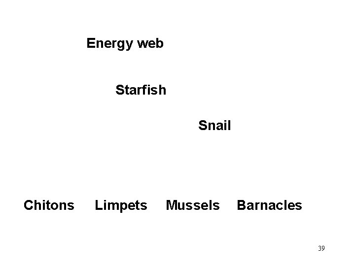Energy web Starfish Snail Chitons Limpets Mussels Barnacles 39 