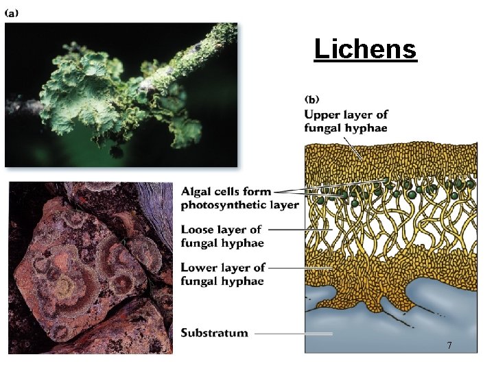Lichens 7 
