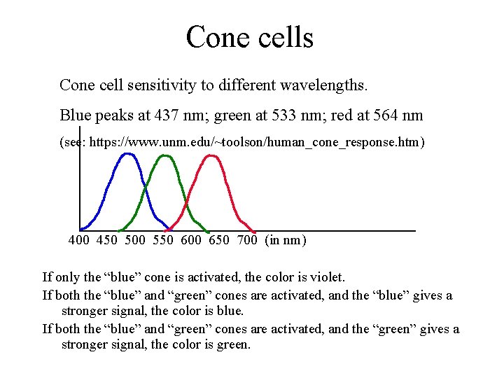 Cone cells Cone cell sensitivity to different wavelengths. Blue peaks at 437 nm; green