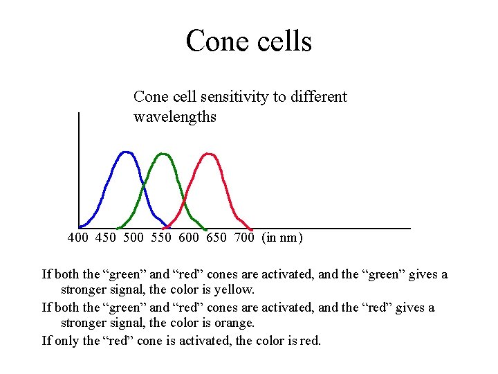 Cone cells Cone cell sensitivity to different wavelengths 400 450 500 550 600 650