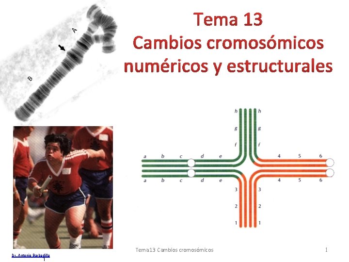 Tema 13 Cambios cromosómicos numéricos y estructurales Dr. Antonio Barbadilla 1 Tema 13 Cambios