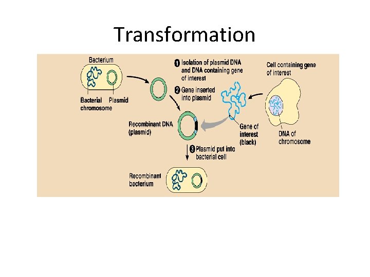 Transformation In Genetics AP Biology Biotechnology Part 2 Genetics of Bacteria