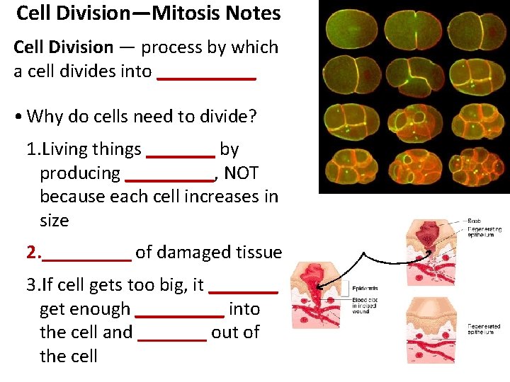 Cell Division—Mitosis Notes Cell Division — process by which a cell divides into _____