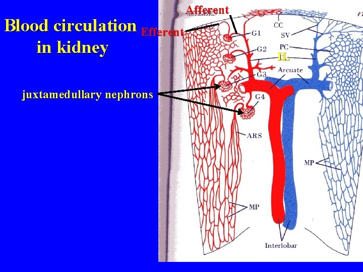 Blood circulation Efferent in kidney juxtamedullary nephrons Afferent IL Blood circulation Efferent in kidney juxtamedullary nephrons Afferent IL