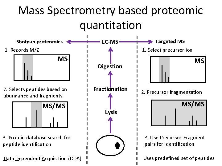 Mass Spectrometry based proteomic quantitation Shotgun proteomics 1. Records M/Z MS 2. Selects peptides