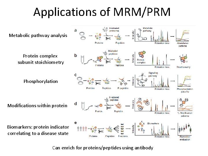 Applications of MRM/PRM Metabolic pathway analysis Protein complex subunit stoichiometry Phosphorylation Modifications within protein