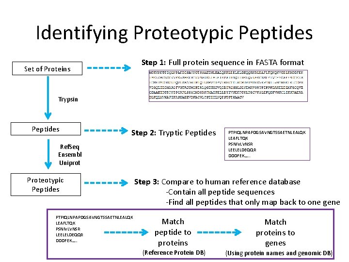 Identifying Proteotypic Peptides Step 1: Full protein sequence in FASTA format Set of Proteins