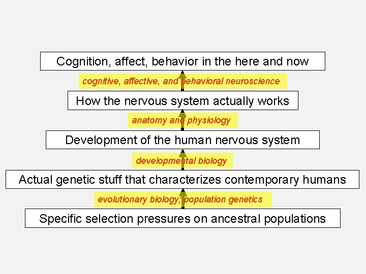 Cognition, affect, behavior in the here and now cognitive, affective, and behavioral neuroscience How