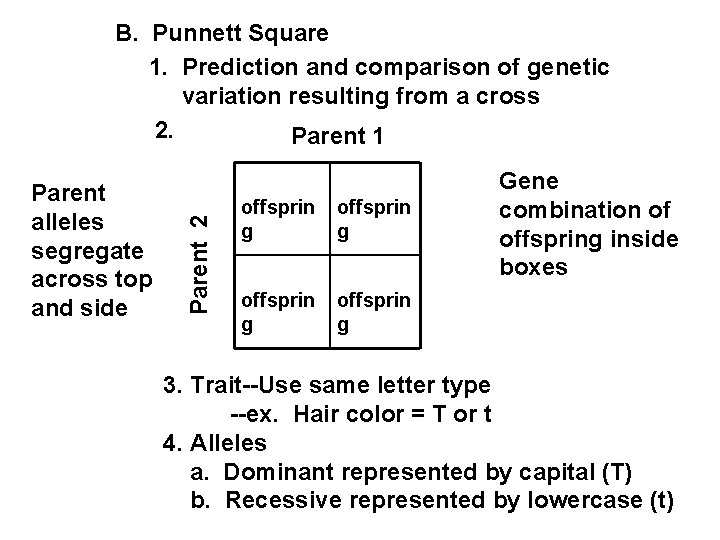 Parent alleles segregate across top and side Parent 2 B. Punnett Square 1. Prediction Parent alleles segregate across top and side Parent 2 B. Punnett Square 1. Prediction