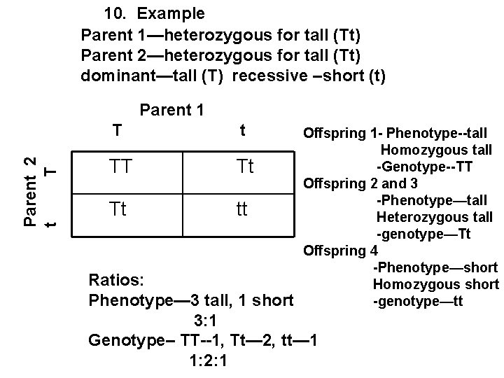 10. Example Parent 1—heterozygous for tall (Tt) Parent 2—heterozygous for tall (Tt) dominant—tall (T) 10. Example Parent 1—heterozygous for tall (Tt) Parent 2—heterozygous for tall (Tt) dominant—tall (T)