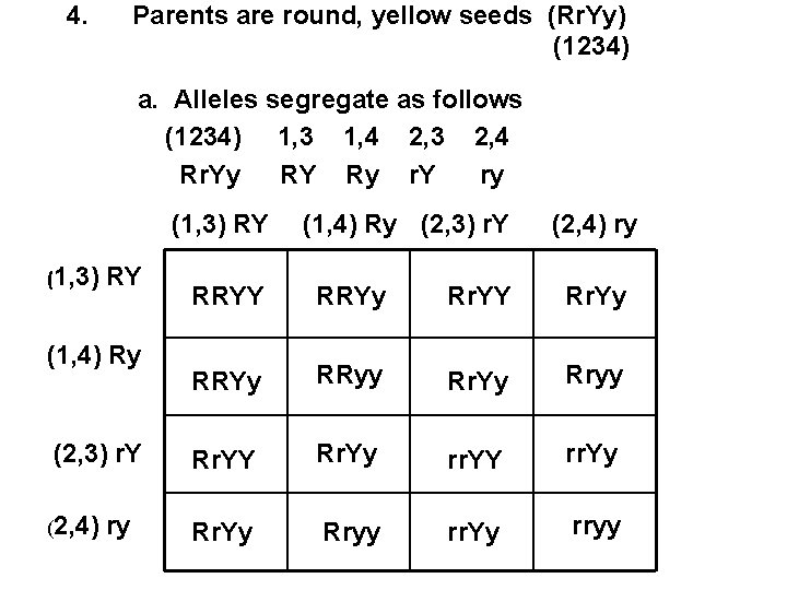 4. Parents are round, yellow seeds (Rr. Yy) (1234) a. Alleles segregate as follows 4. Parents are round, yellow seeds (Rr. Yy) (1234) a. Alleles segregate as follows