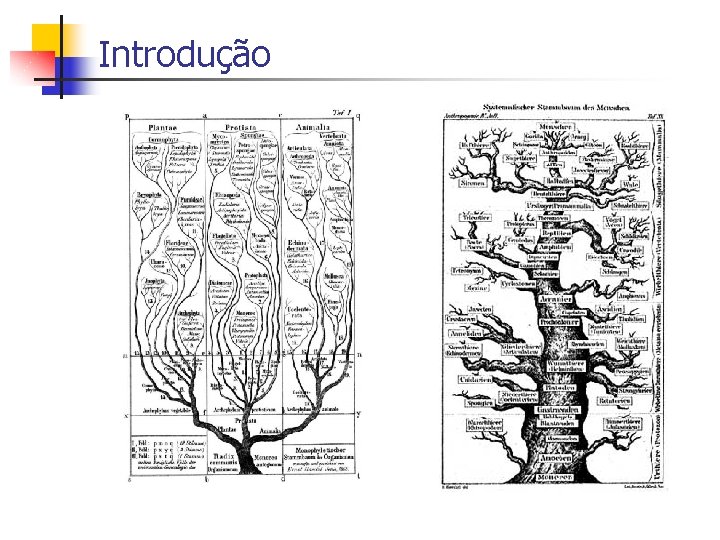 Introdução 