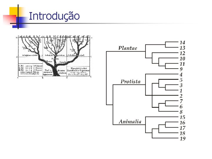 Introdução 