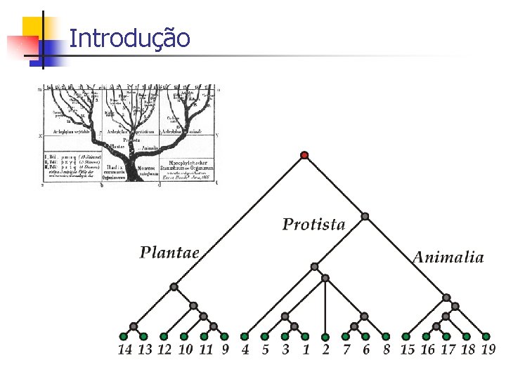 Introdução 