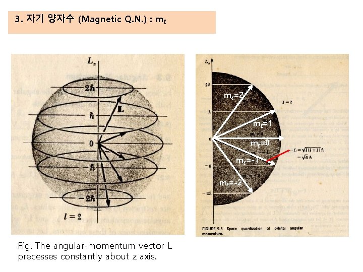 3. 자기 양자수 (Magnetic Q. N. ) : mℓ mℓ=2 mℓ=1 mℓ=0 mℓ=-1 mℓ=-2
