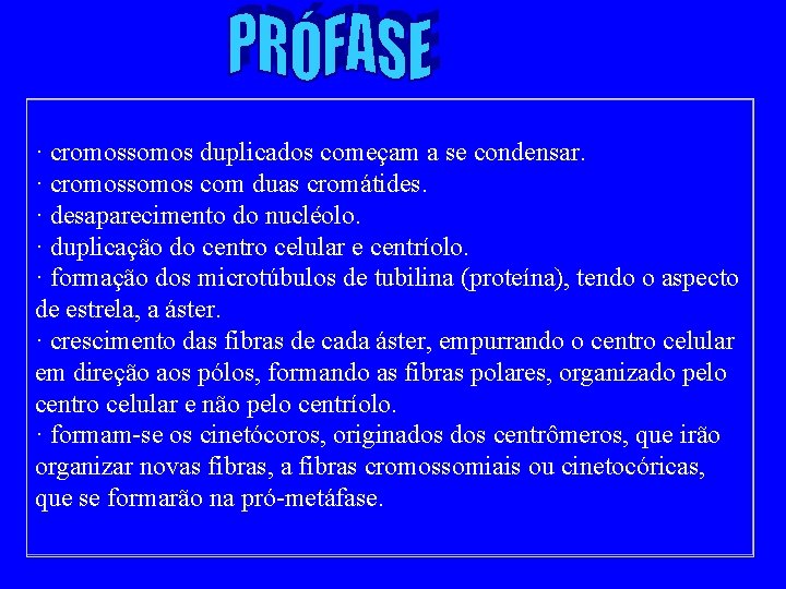 · cromossomos duplicados começam a se condensar. · cromossomos com duas cromátides. · desaparecimento