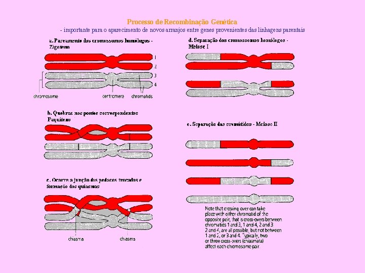Processo de Recombinação Genética - importante para o aparecimento de novos arranjos entre genes