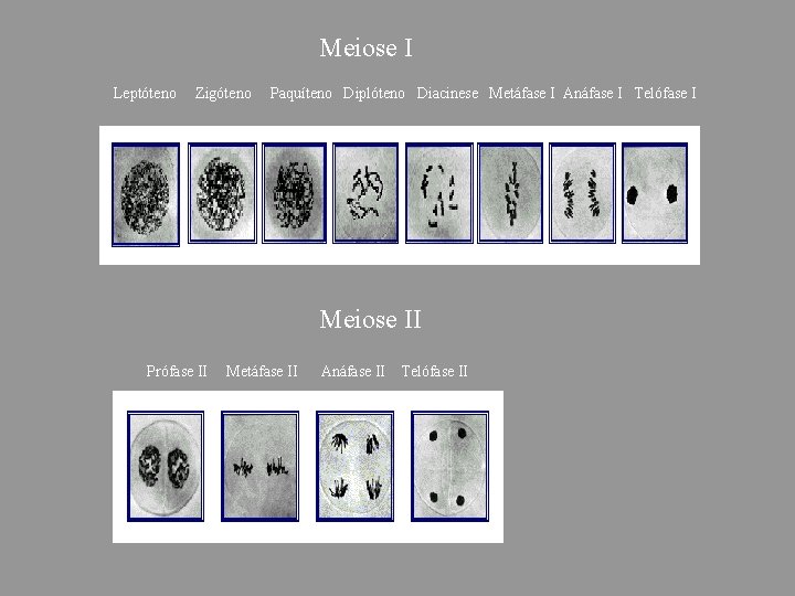 Meiose I Leptóteno Zigóteno Paquíteno Diplóteno Diacinese Metáfase I Anáfase I Telófase I Meiose