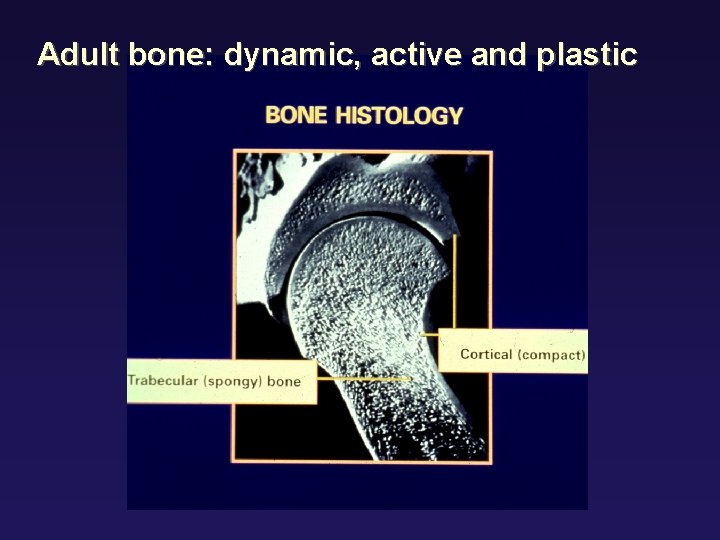 Aging of the Skeleton Osteoporosis An Evolutionary and