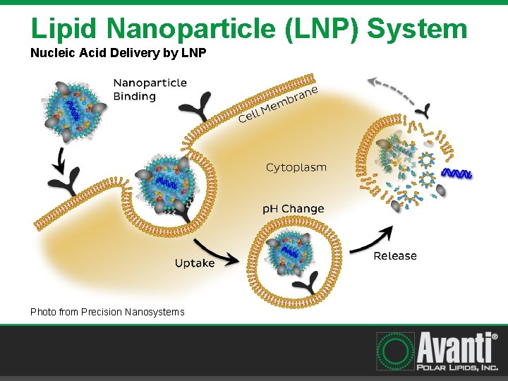 Lipid Nanoparticle (LNP) System Nucleic Acid Delivery by LNP Photo from Precision Nanosystems 