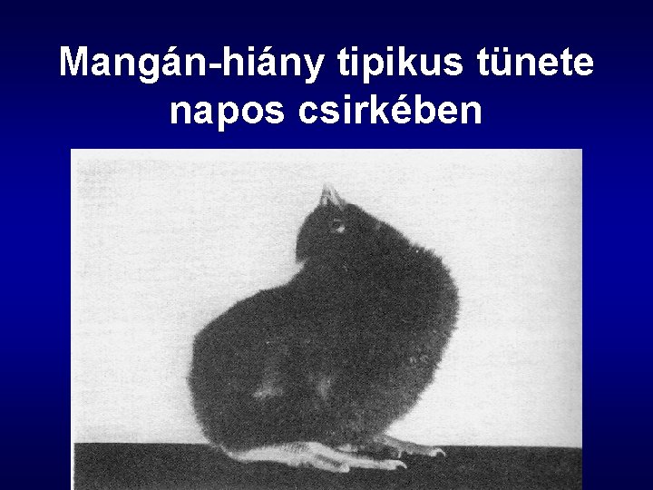 Mangán-hiány tipikus tünete napos csirkében 