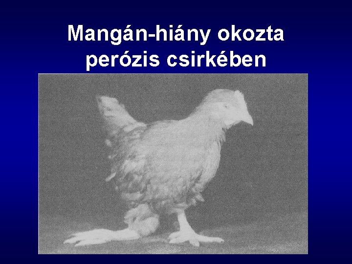 Mangán-hiány okozta perózis csirkében 
