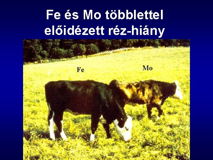 Fe és Mo többlettel előidézett réz-hiány Fe Mo 