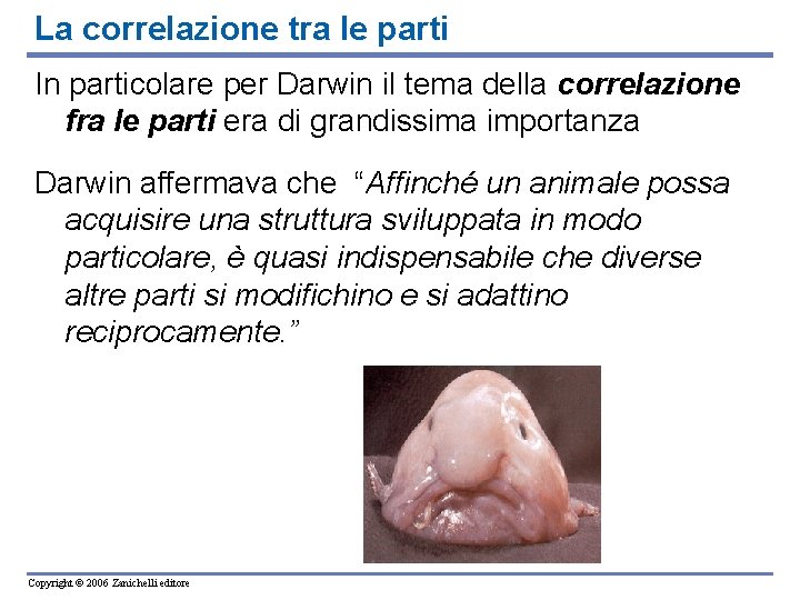 La correlazione tra le parti In particolare per Darwin il tema della correlazione fra