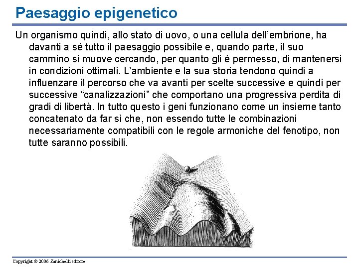 Paesaggio epigenetico Un organismo quindi, allo stato di uovo, o una cellula dell’embrione, ha