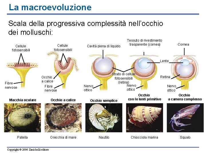 La macroevoluzione Scala della progressiva complessità nell’occhio dei molluschi: Cellule fotosensibili Cavità piena di