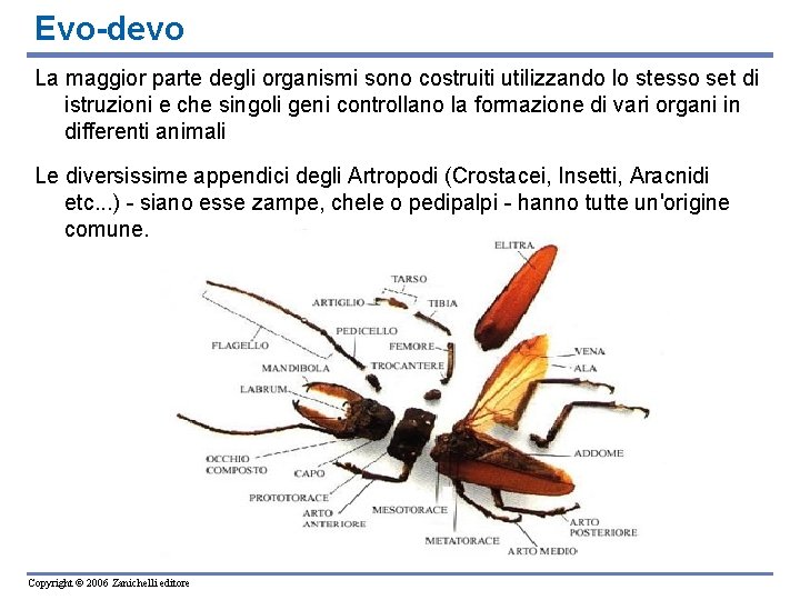 Evo-devo La maggior parte degli organismi sono costruiti utilizzando lo stesso set di istruzioni