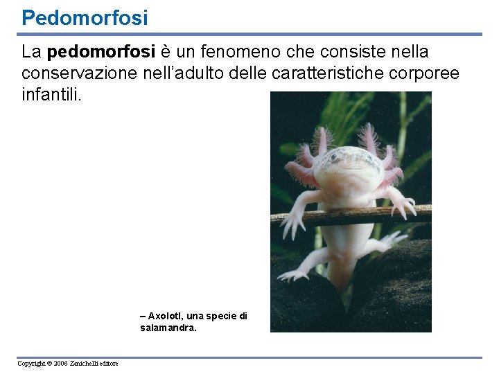 Pedomorfosi La pedomorfosi è un fenomeno che consiste nella conservazione nell’adulto delle caratteristiche corporee