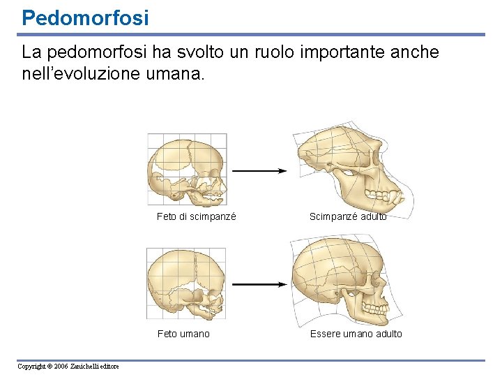 Pedomorfosi La pedomorfosi ha svolto un ruolo importante anche nell’evoluzione umana. Copyright © 2006