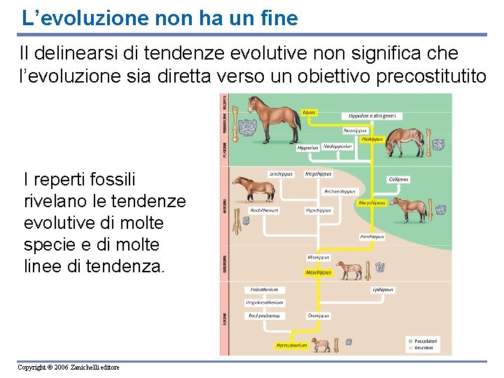 L’evoluzione non ha un fine Il delinearsi di tendenze evolutive non significa che l’evoluzione