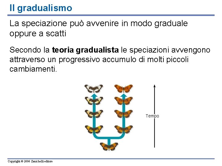 Il gradualismo La speciazione può avvenire in modo graduale oppure a scatti Secondo la