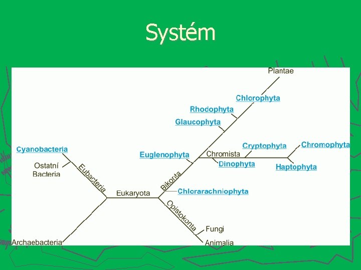 Systém 