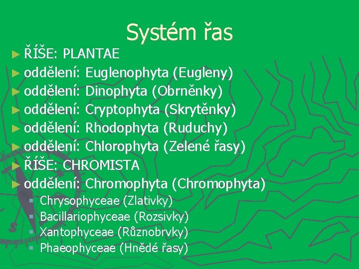 ► ŘÍŠE: Systém řas PLANTAE ► oddělení: Euglenophyta (Eugleny) ► oddělení: Dinophyta (Obrněnky) ►