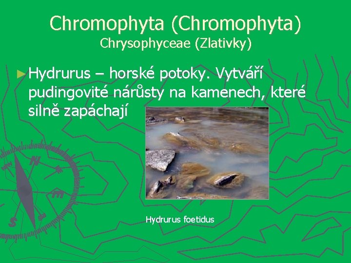 Chromophyta (Chromophyta) Chrysophyceae (Zlativky) ► Hydrurus – horské potoky. Vytváří pudingovité nárůsty na kamenech,