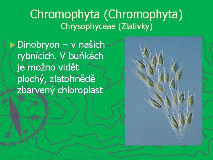 Chromophyta (Chromophyta) Chrysophyceae (Zlativky) ► Dinobryon – v našich rybnících. V buňkách je možno