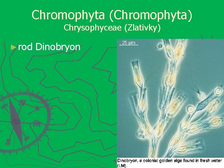 Chromophyta (Chromophyta) Chrysophyceae (Zlativky) ► rod Dinobryon 