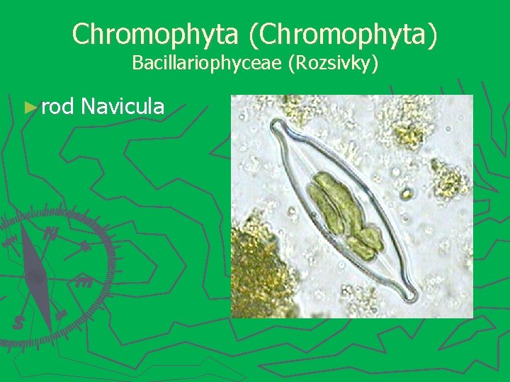 Chromophyta (Chromophyta) Bacillariophyceae (Rozsivky) ► rod Navicula 