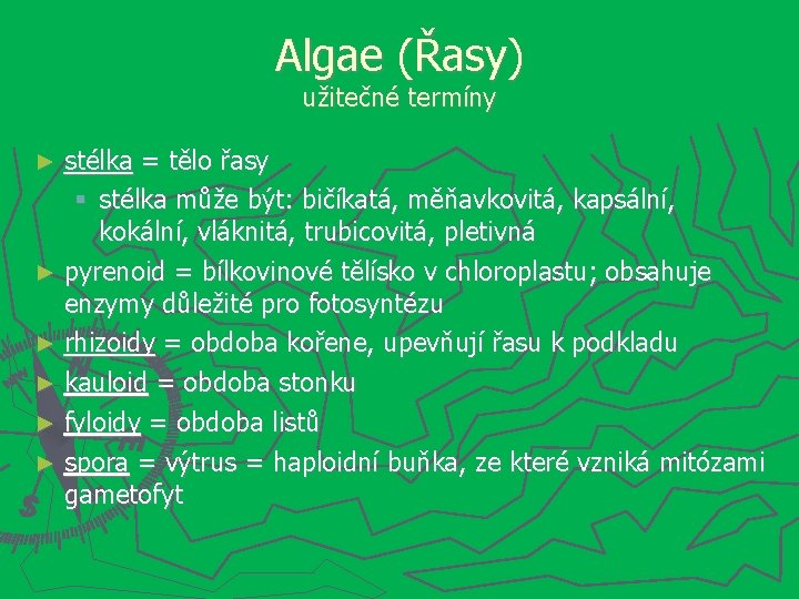 Algae (Řasy) užitečné termíny stélka = tělo řasy stélka může být: bičíkatá, měňavkovitá, kapsální,